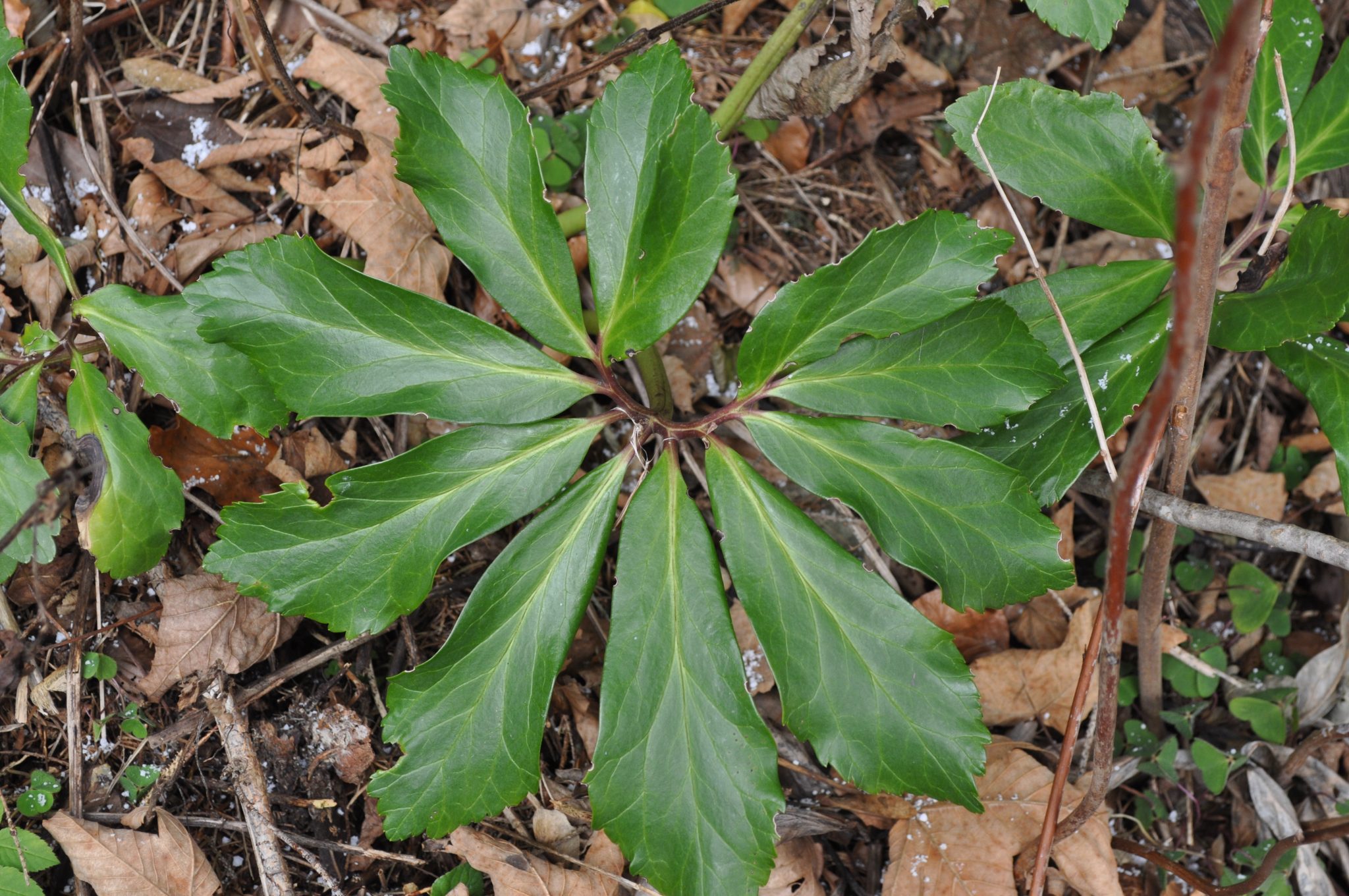 Pflanzenmorphologie Dr. Albert Syen Arzt für Allgemeinmedizin